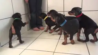 Doberman Puppies from IPO2 Dam