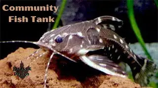 Freshwater Community Tank w/ Spotted Raphael Catfish Tour