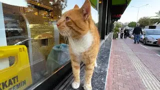 An Orange Cat Window Shopping