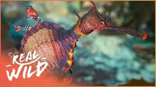 The Extraordinary World Beneath Australia's Waves | What Lies Beneath