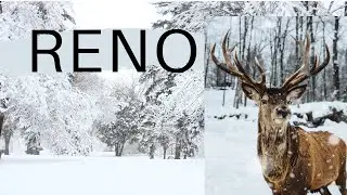 El RENO DE CANAD&Aacute; - Reno Salvaje Incre&iacute;ble de la Naturaleza