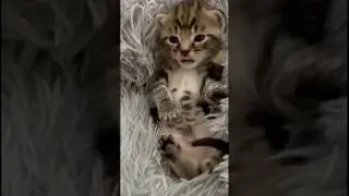 &laquo;В следующий раз попробуй сначала разбогатеть, а потом заводить меня&raquo; 😢💕 #кот #милый #котенок #ла...