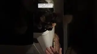 แมวด่าง