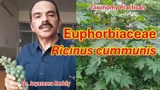 Castor Plant| Ricinus communis| Ricin| Deadly Poison| Euphorbiaceae| Dr. Jayarama Reddy| Joseph's