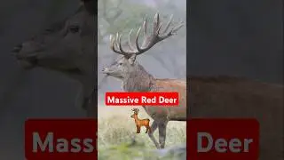 Beautiful red deer in Denmark. Closeup with these beautiful animals. #deer #reddeer #wildlife