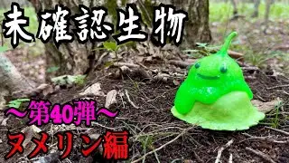 【未確認生物】ヌメリン見つけるまで帰れません！！！！