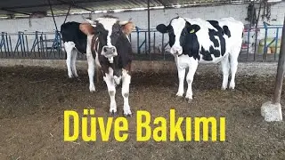 Düve Bakımı-Düve yetiştiriciliği-Büyükbaş hayvancılık-açık besi-çiftlik tv