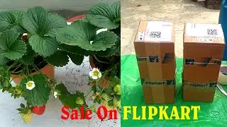 #Strawberry Plant Packaging For Online Selling -