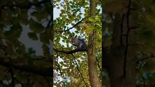 Making a squirrel laugh || Cute || smiling dog || shorts || dog || viral || big vs small || funny