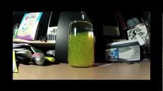 Water Beads filling up 4000x speed