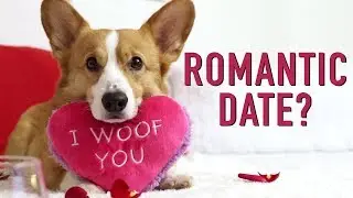VALENTINE'S DAY 2018 - Topi the Corgi