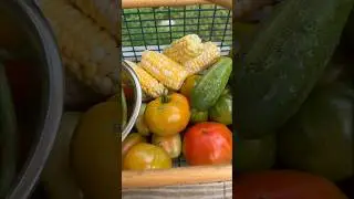 Mid August #garden #harvest | August 16, 2024| Connecticut #zone6b
