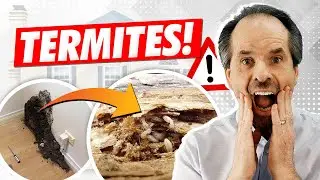 What is a TERMITE INSPECTION ⁉️  Termite EXPERT explains termite report