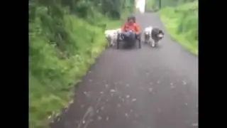 Answering whether Woof Driver Pedals