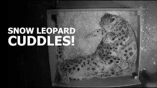 Snow leopard CUDDLES - The Big Cat Sanctuary