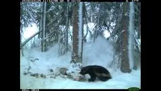 A wolverine eating a carcass