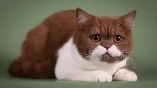Asya Cat Show - Jubilee Cat Show Tallinn 2025