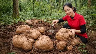 Full Video Digging Up Wild Yams, Compilation Harvesting Crops to Sell at Village Varket