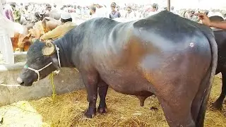 Is Saal Bhi Ak Katta Pasand A Gaya at MALIR Mandi