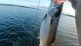South Puget  sound area 13  chinook and coho.