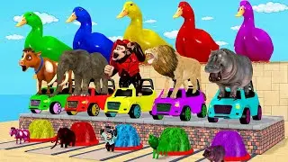 5 Giant Duck Cartoon Animation | Duck Elephant Cow Monkey Hippo Lion