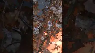 Badnje veče u Bijeljini