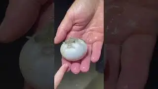 Cutest puffer fish at the beach