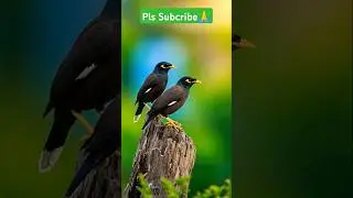 Some Unknown Facts About Bird #foryou #trending #shorts #animals