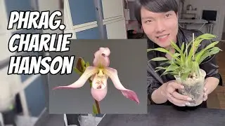 Phragmipedium Charlie Hanson | Lady slipper orchid | compact hybrid easy grower 