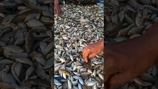 Catching Desi Fish from the River ! 🎣 Amazing Natural Catch | Desi Fish Catch #Shorts