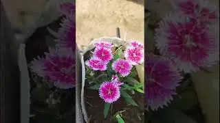 dianthus plant ☘️@its_me