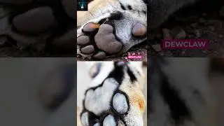 How can you identify 🐅 tigers with pug marks? #shorts #worldtigerday #tigerfact #tiger #wildlife