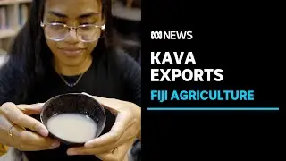 Ban lift on Kava importation presents important boost for Fiji's agriculture | ABC News