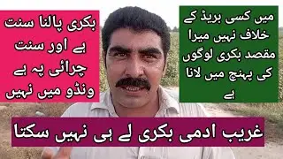بکری غریب کی بھینس تھی لیکن لوگوں نے اس کو محل کی ملکہ بنا دیا