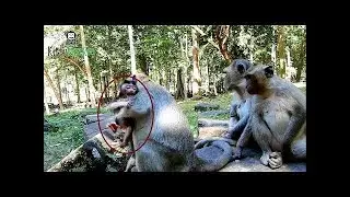 Newborn monkey Jessie cry loudly cos angry mom no take care her, Daily Monkey