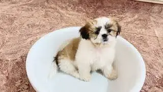 playful puppy 🐶🐕 #viral video #shihtzu puppy