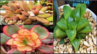 Pachyphytum Marijah and Haworthia | VLOG #28 Succulents & Coffee w/ Liz