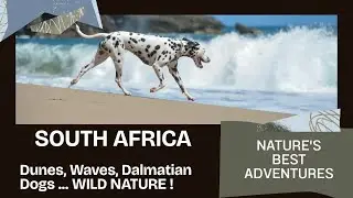 South Africa: - Cape St Francis Beach with Dalmatian Dogs: Dunes, Waves, Wild Nature !