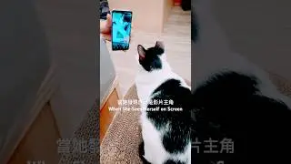 When Mumu Sees Herself on Screen #catvlog #mumutv