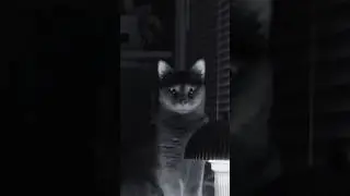 My cat stares like this at night | Funny Cat #catvideos #catlovers #catshorts