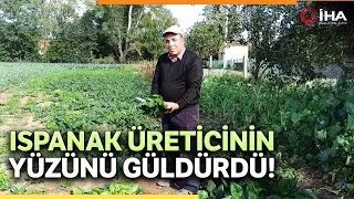 Karpuzdan Zarar Eden Üreticinin Yüzünü ‘Ispanak’ Güldürdü