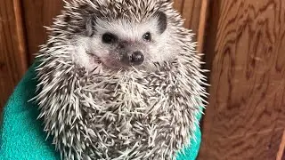 HOW TO UNCURL YOUR HEDGEHOG! Works every time 👍 #hedgehog