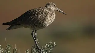Birdwatching Update For Antelope Island