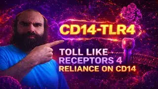 Cd14 and toll like receptors 4 effects 