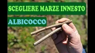 Scegliere Marze Innesto ALBICOCCO - Facile 100%