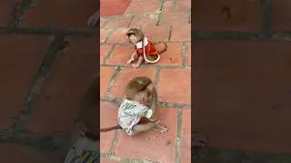 baby monkey subi and you are not afraid of the snake,🤪🙈