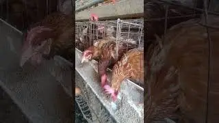 Chickens eat food (0074)