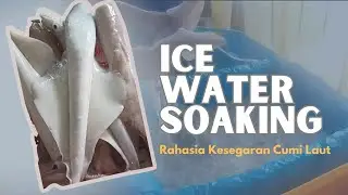 Rahasia Kesegaran Cumi Laut | Ice Water Soaking 