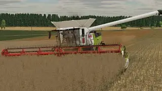 Kończymy żniwa! rzepak pod kosę Timelapse Rozwojowy rolnik#211