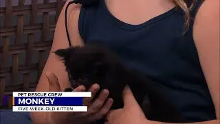 Pet Rescue Crew: meet Monkey